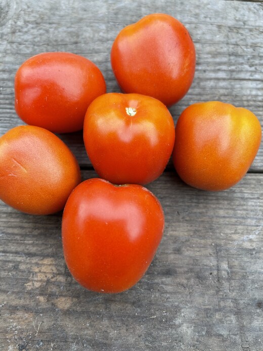 Tomaten Set Freilandtomaten 4 BIO Sorten Samenfest